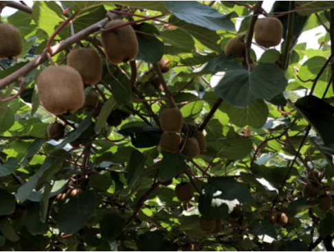 1533030229108870.png 7.png